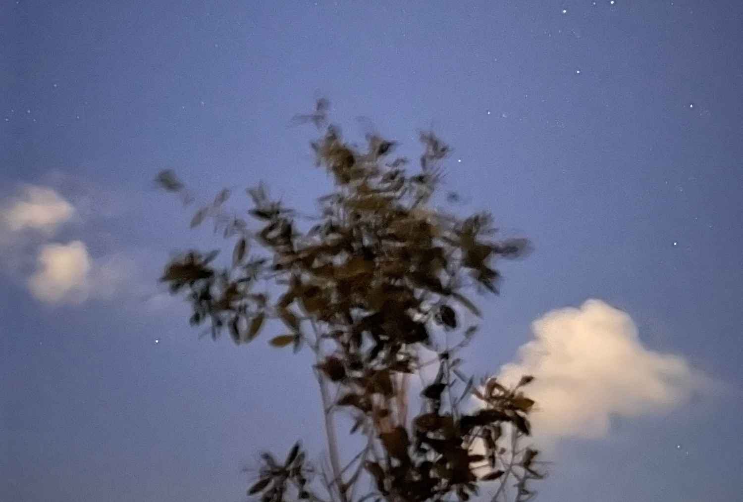 A blurry-looking plant during blue hour